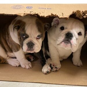 Meet your Posher, Gudrun